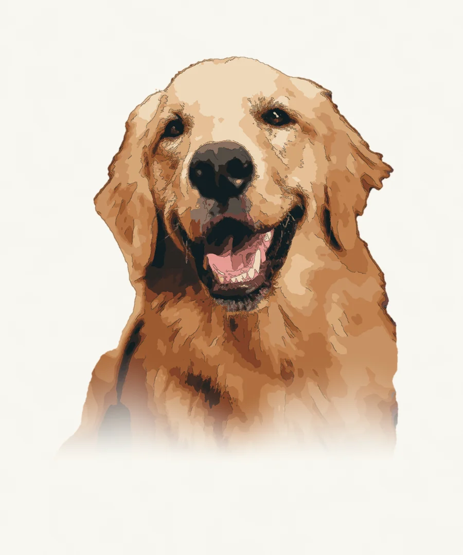 Digital graphic and ink style study of the same retriever, with simplified warm colour shapes on an off-white background