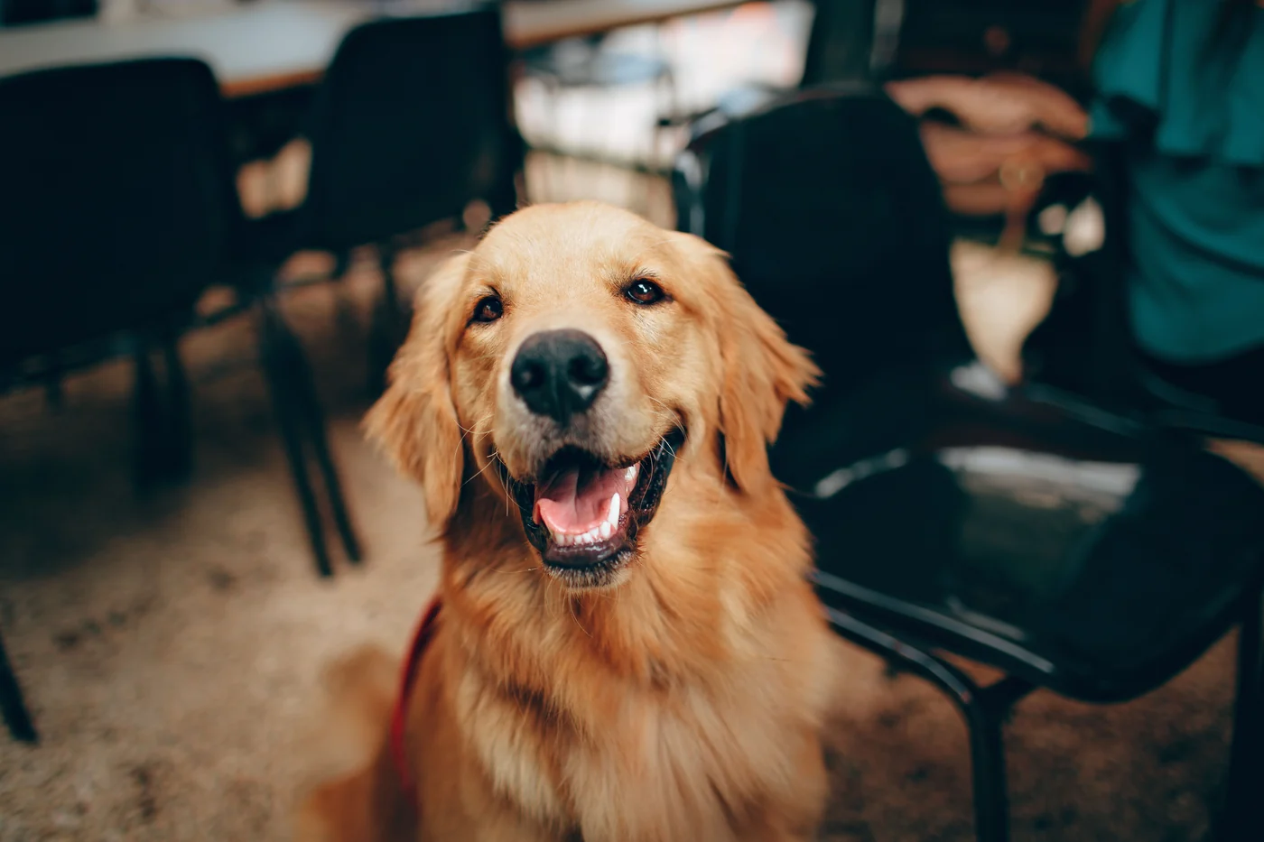 A golden retriever looking up with bright eyes and an open, happy mouth